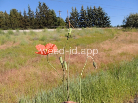 poppy, field